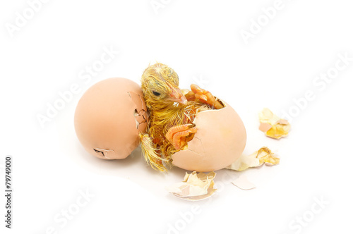 Chicks hatch from eggs the larvae are small, slightly hairy, with new life, bird, white, background, chicken, come, newborn, out..