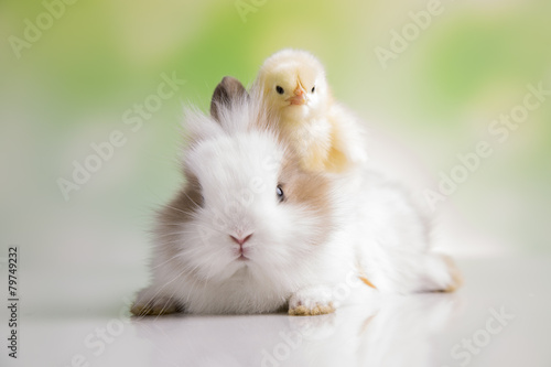 Yellow chick and bunny © dianaduda