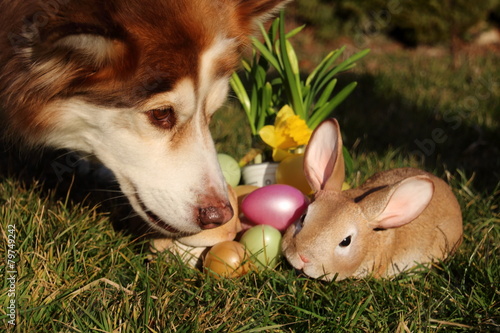 Hund und Ostehase mit bunten Ostereiern