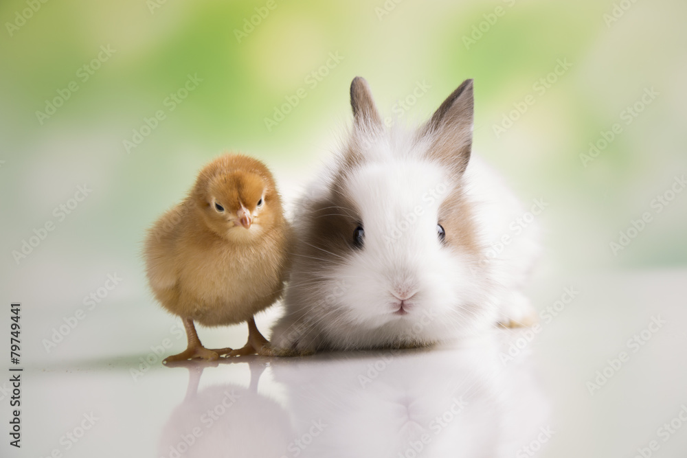 Happy Easter. Chickens in bunny