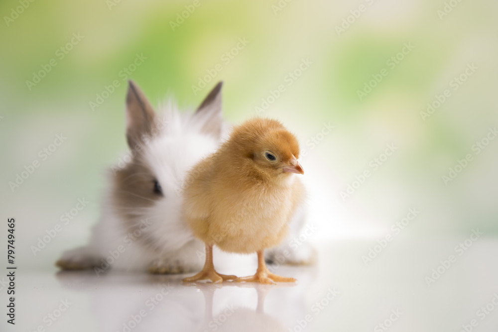 Fototapeta premium Happy Easter. Chickens in bunny