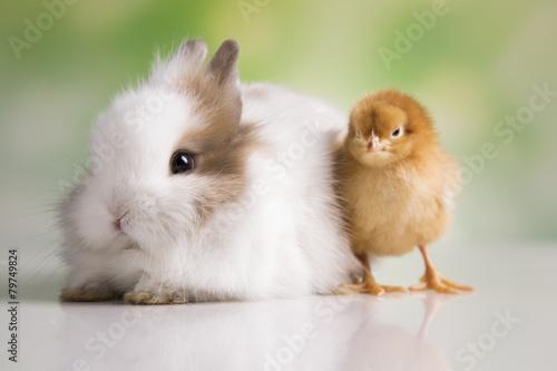Happy Easter. Chickens in bunny
