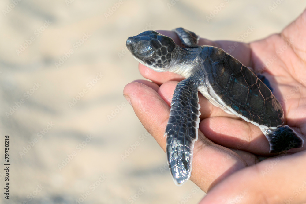 Fototapeta premium Dłoń trzymająca nowo wyklute dziecko żółwia
