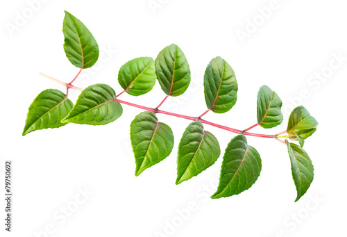 green twig of fuchsia with leaves is isolated on white backgroun