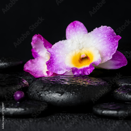 spa concept of purple orchid dendrobium with dew pearls beads an