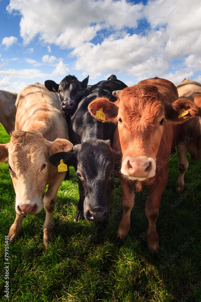 A herd of cows A herd of cows