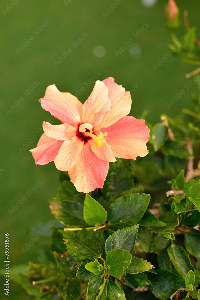 Obraz premium hibiscus