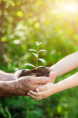 Young plant in hands against green spring background