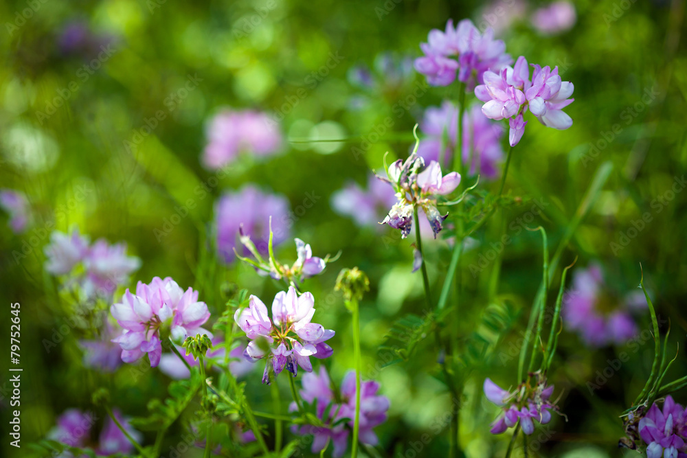 Fototapeta premium Medicinal wild spring flowers field