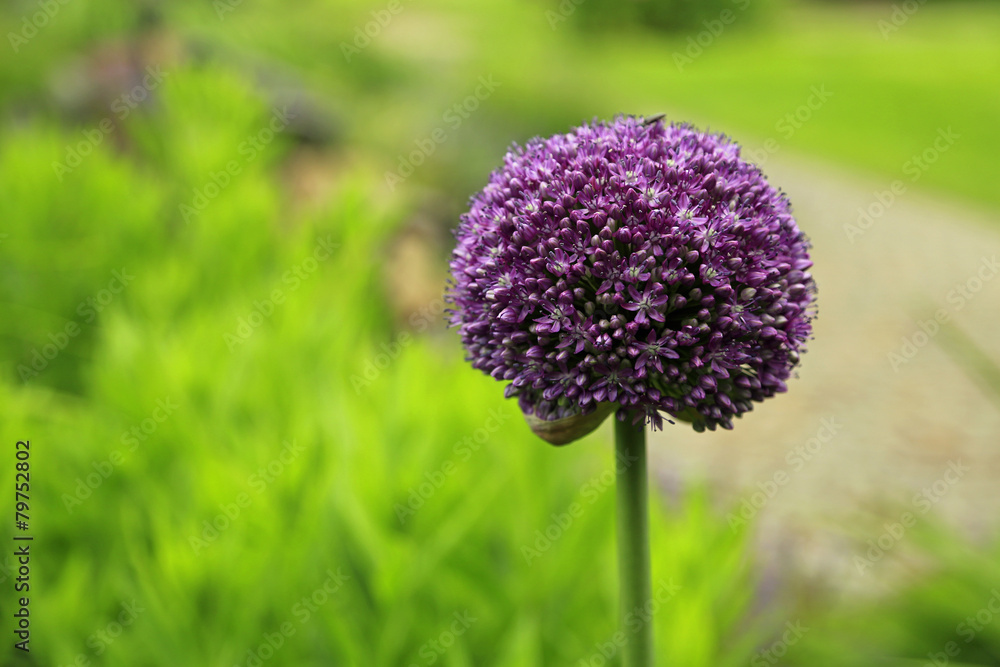 Fototapeta premium Garten und Vintage Gartenbau: ballförmige Blüte des Riesenlauchs