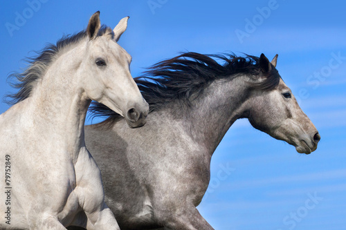 Couple of horse run © callipso88