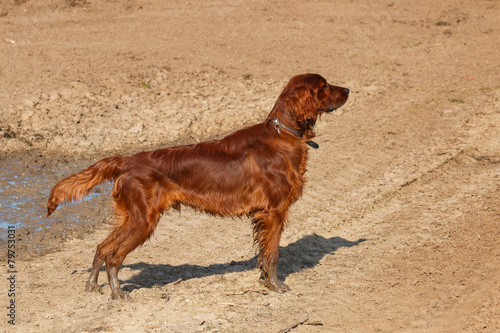 Obraz na płótnie Irish setter