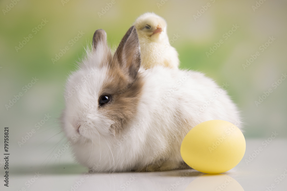 Happy Easter. Chickens in bunny