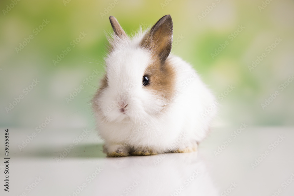 Easter rabbit. 