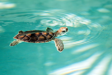 Sierkussen Schildpad Schattig babyschildpadje op het zand  © Maciej Czekajewski