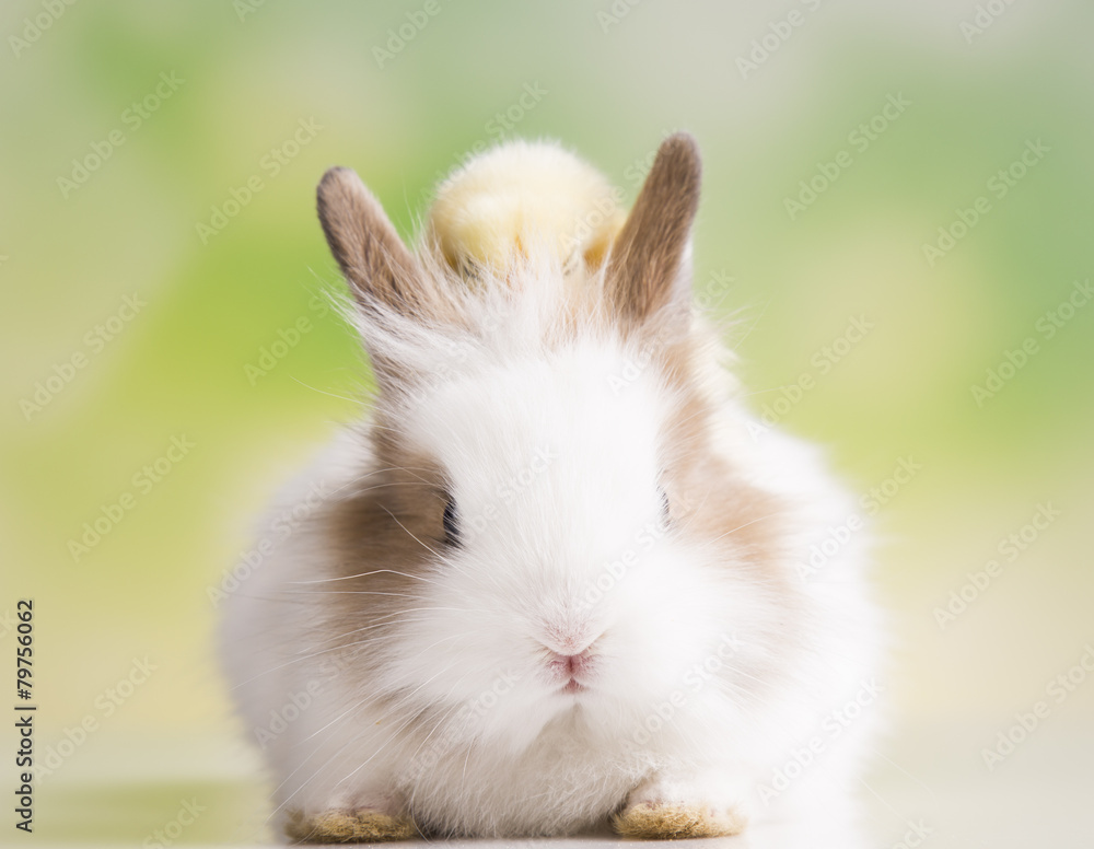 Yellow chick and bunny Yellow chick and bunny