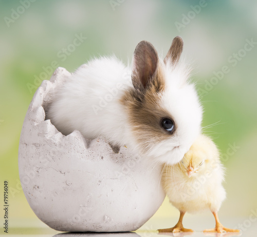 Yellow chick and bunny