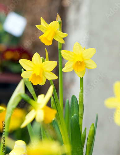 Fototapeta Naklejka Na Ścianę i Meble -  wunderschöne Narzissen