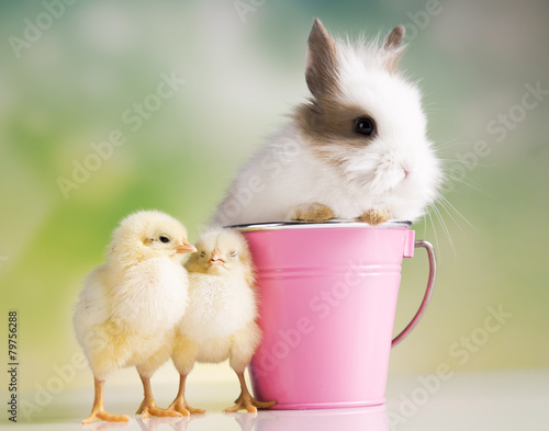 Happy Easter. Chickens in bunny