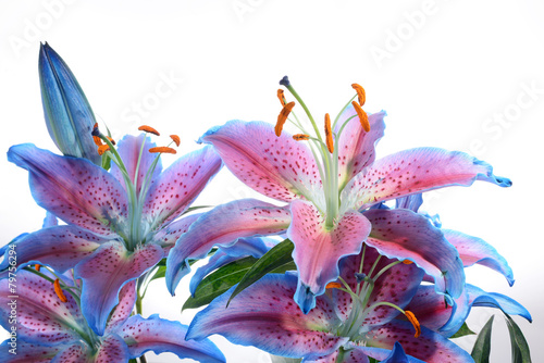 Fototapeta Naklejka Na Ścianę i Meble -  Lilium, Lily, Lilies, Lilium candidum