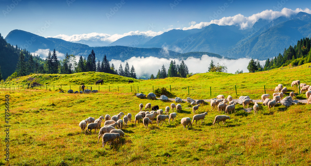 Panorama of the alpine pastures in the Slovenian