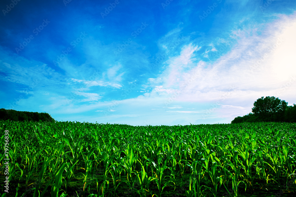 Green grass under blue sky