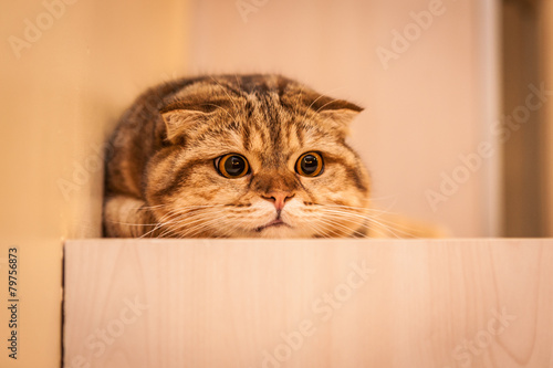 Fototapeta Naklejka Na Ścianę i Meble -  Scottish fold red cat playing
