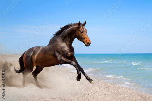 Beautiful horse run  along the shore of the sea #79757821
