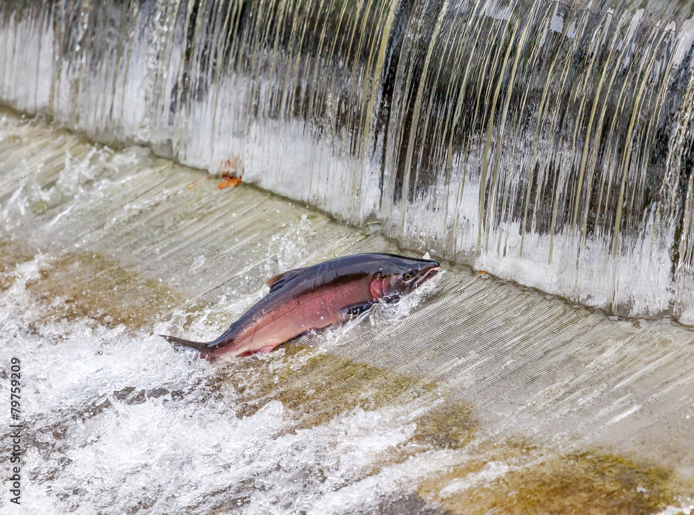 Fototapeta premium Chinook Coho Salmon Jumping Issaquah Hatchery Washington State