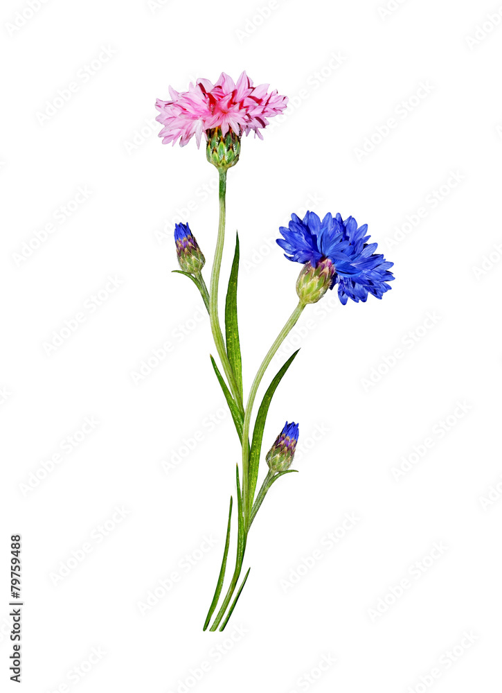 Flowers cornflowers isolated on white background Flowers cornflowers isolated on white background