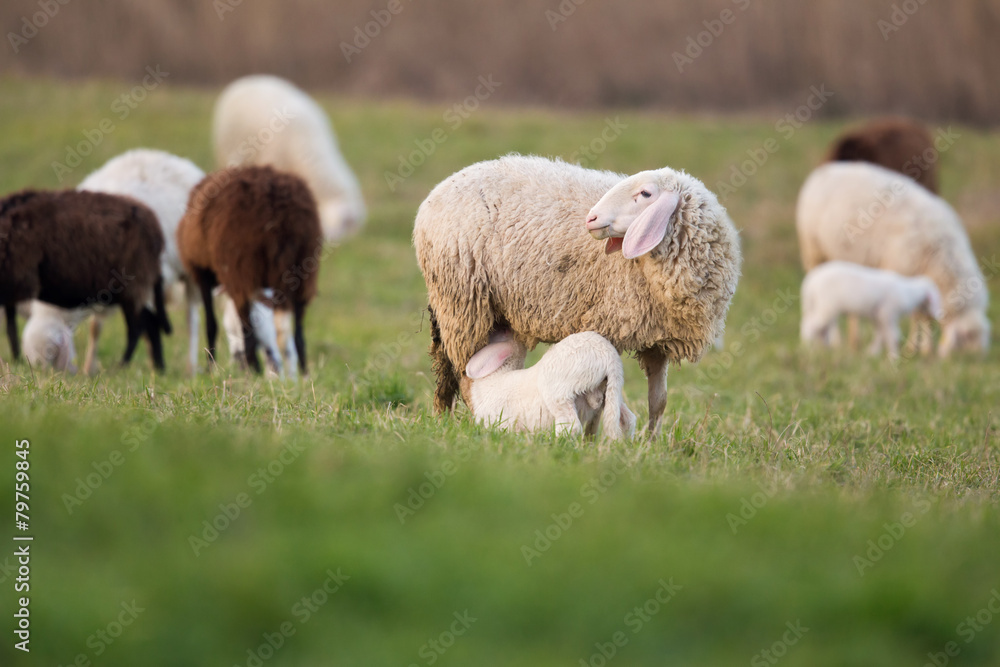 Obraz premium grazing of sheep
