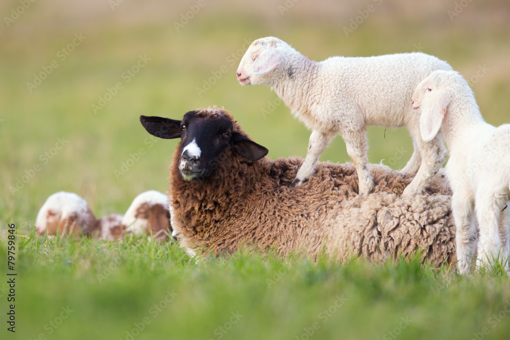 Fototapeta premium the walk of the lamb