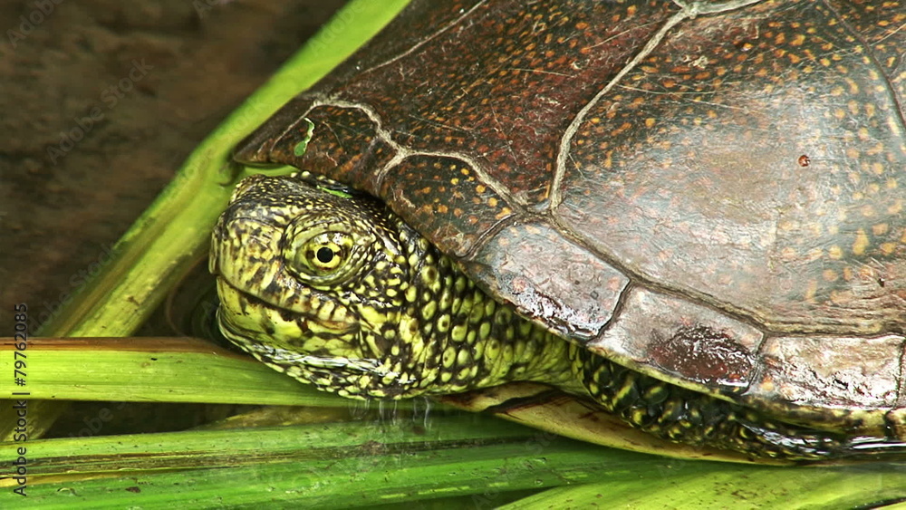 European pond turtle swimming in the water in marsh summer lake European pond turtle swimming in the water in marsh summer lake