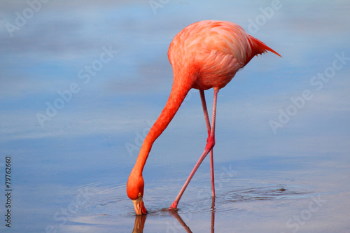 A Drinking Flamingo