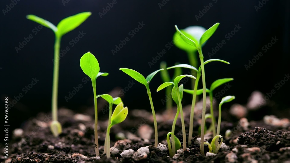 Time-Lapse of germinating plant. Time-Lapse of germinating plant.