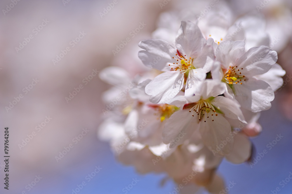 桜 桜