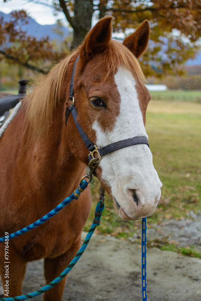 Obraz premium 馬のポートレート