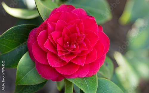 Fleur rouge de camélia du Japon