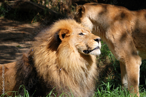 The Lion   Lioness Couple