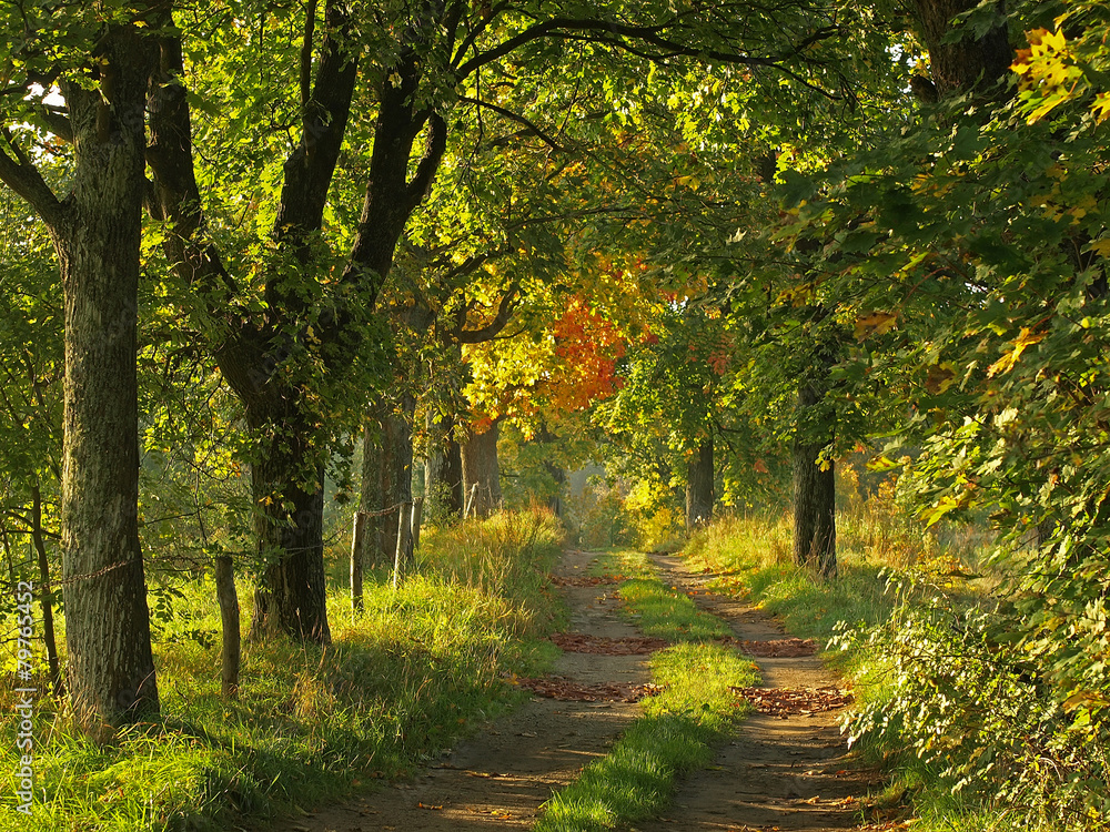 Autumn wild landscape with road Autumn wild landscape with road