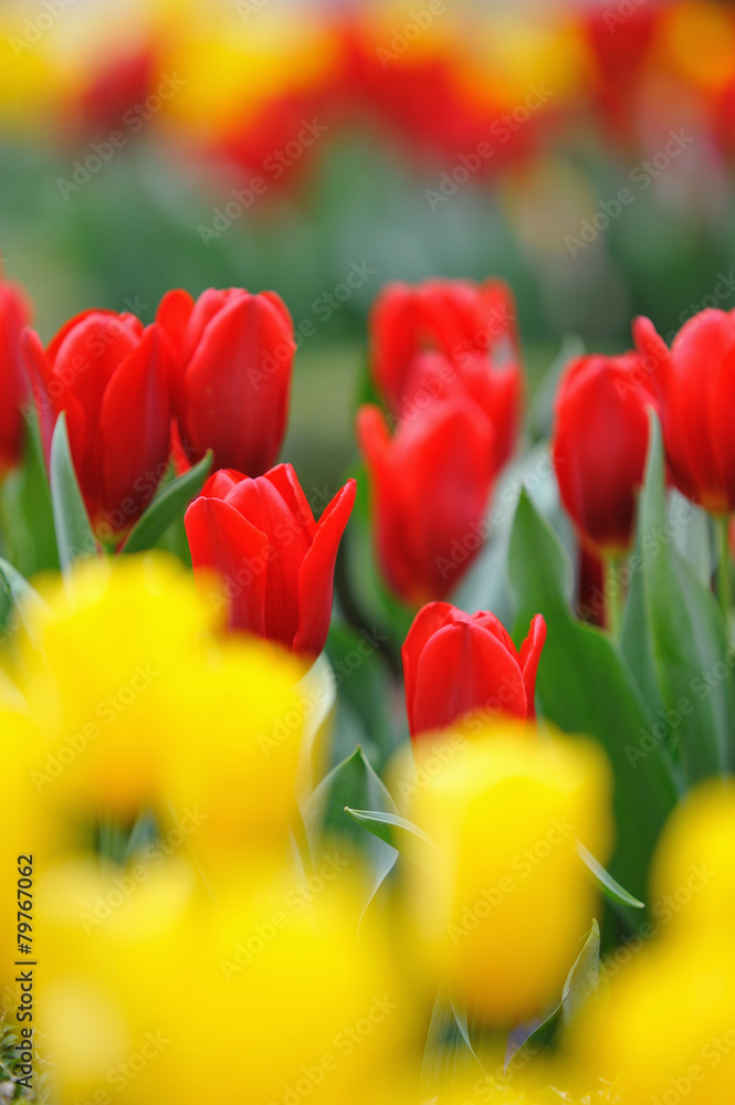 Fototapeta premium チューリップ