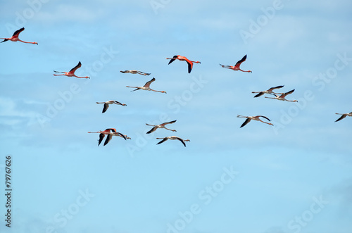 Flying pink flamingo flock