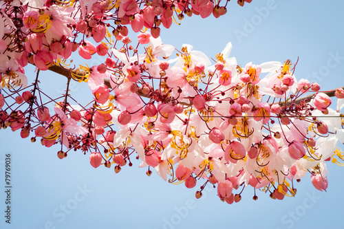 Wishing Tree, Pink Showe, Cassia Bakeriana Craib photo