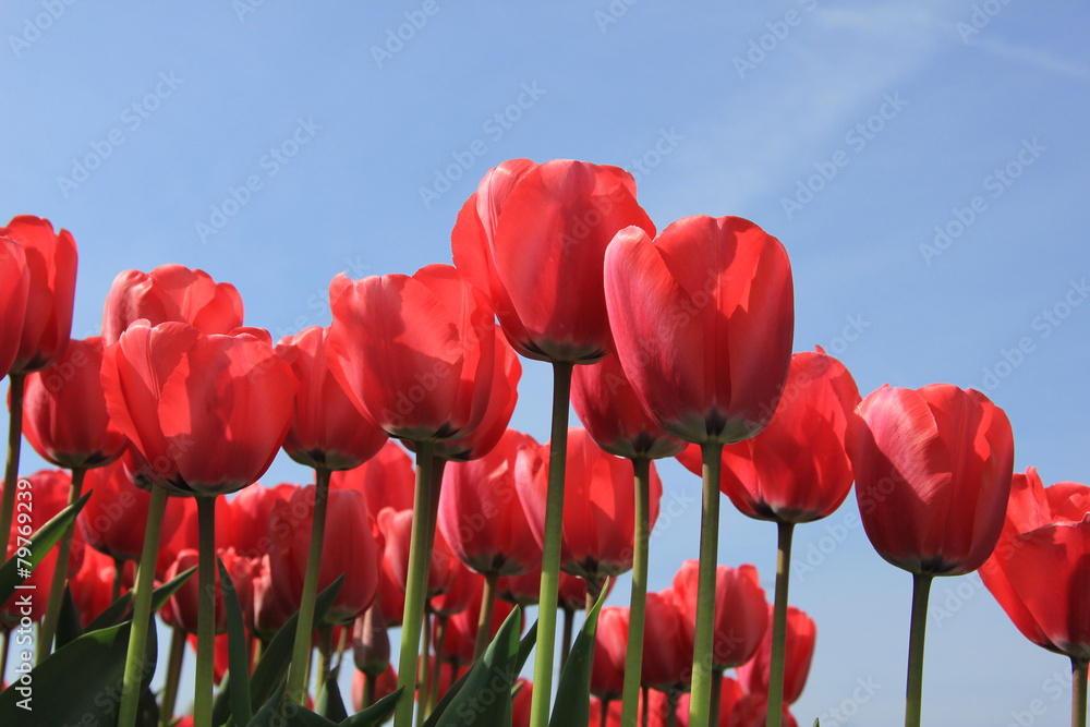 Pink tulips