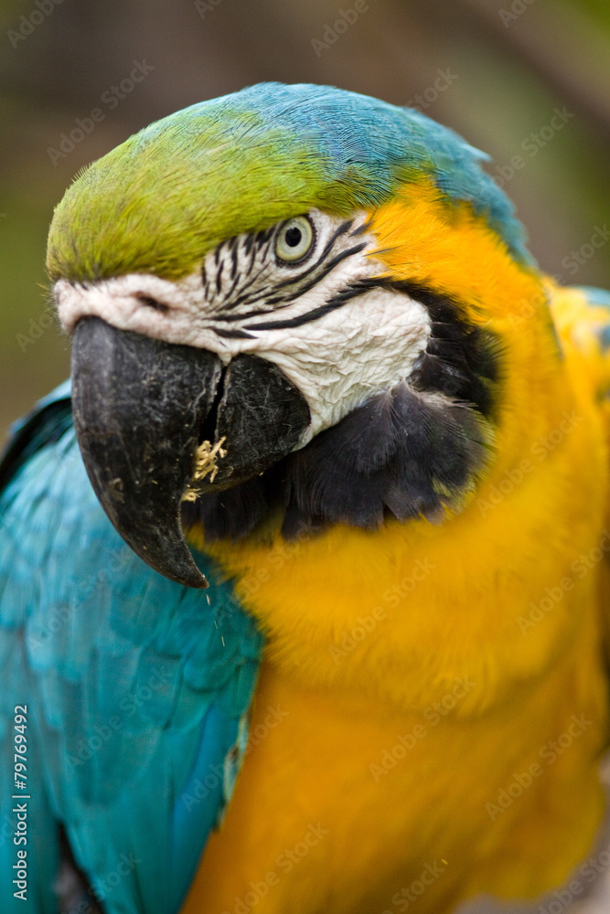 Papagayo, parrot colorful ecuadrorian bird