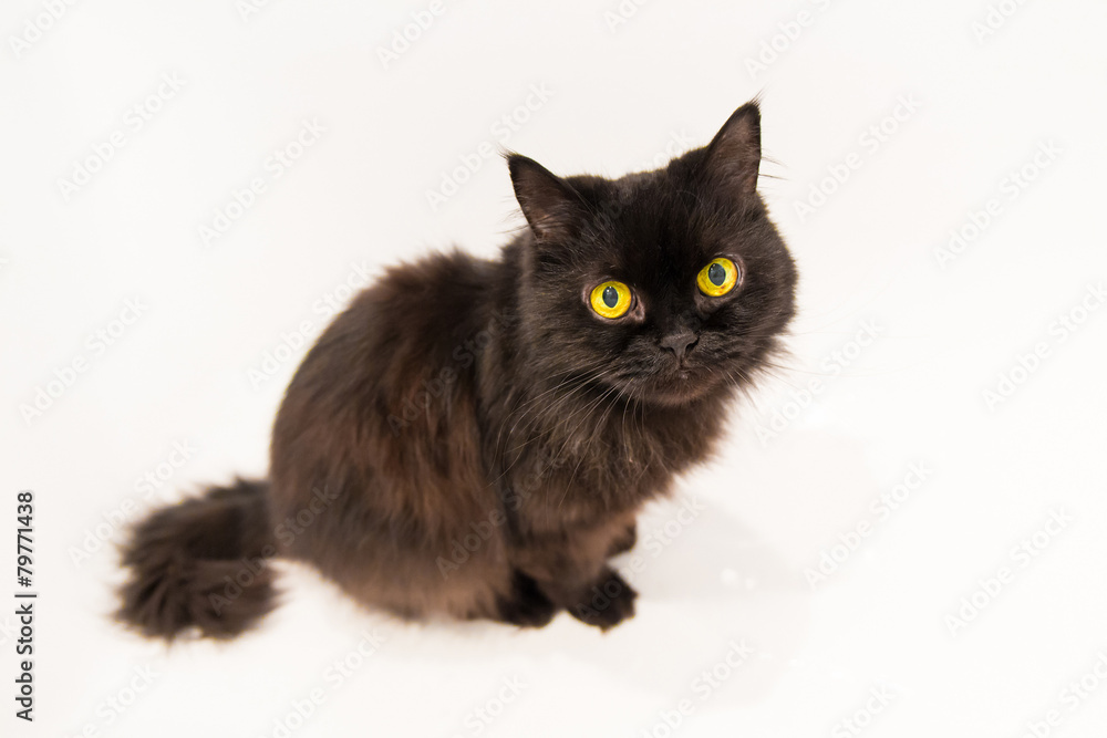 old sitting black cat