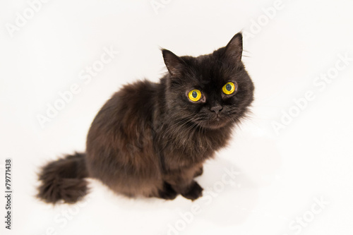 old sitting black cat