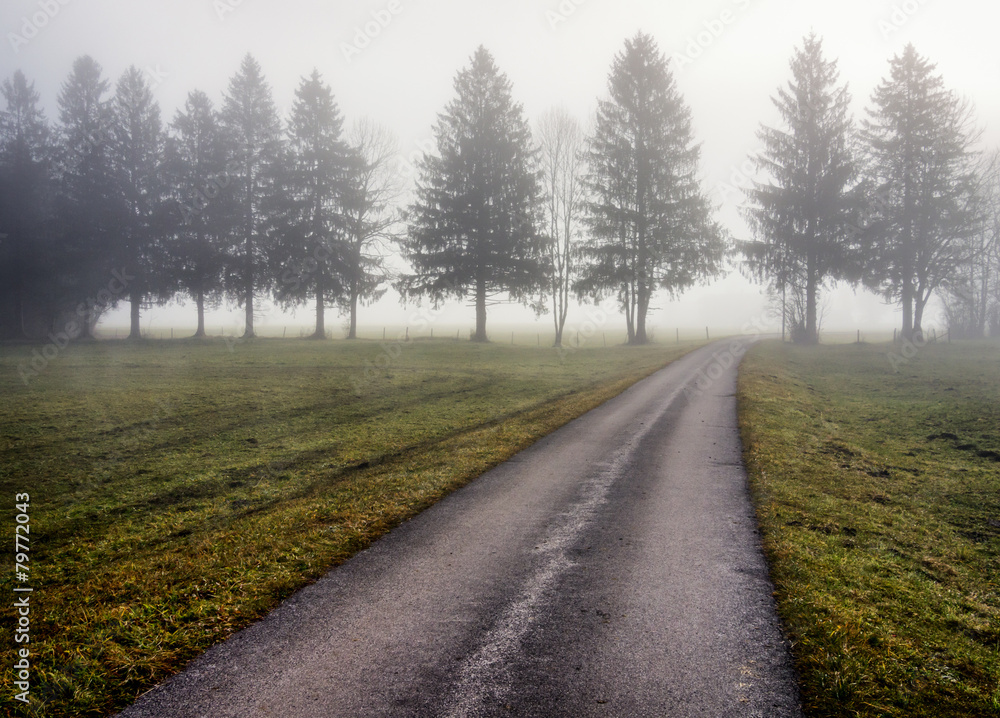 Fototapeta premium fog