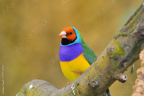 Cuadro en lienzo gouldian finch