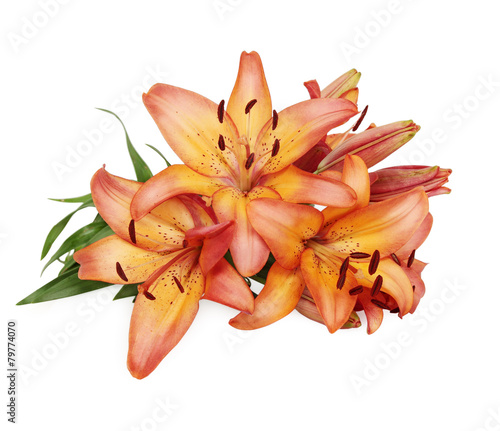 Fototapeta Naklejka Na Ścianę i Meble -  daylily on a white background